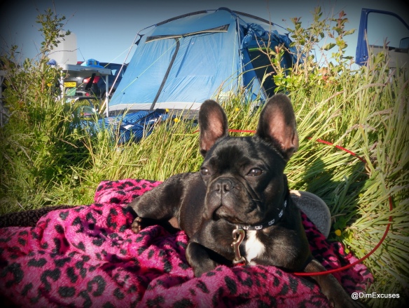 Molly Camping